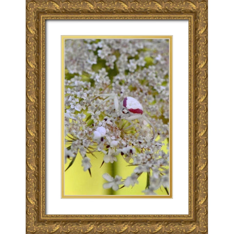 USA, Oregon Crab spider on wild carrot bloom Gold Ornate Wood Framed Art Print with Double Matting by Terrill, Steve