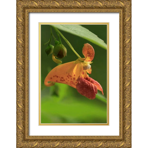 Oregon, Oregon Close-up of jewelweed flower Gold Ornate Wood Framed Art Print with Double Matting by Terrill, Steve