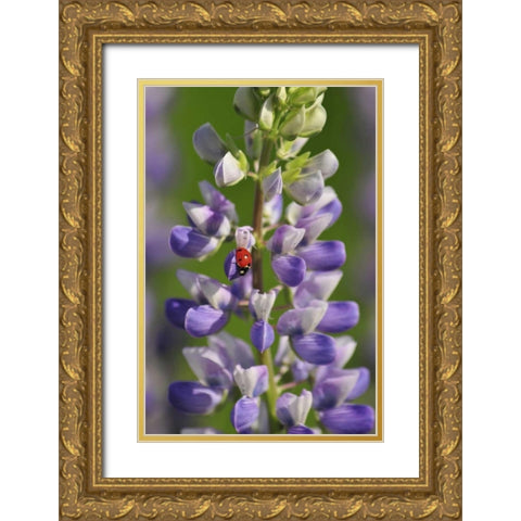 USA, Oregon Ladybug on lupine flower Gold Ornate Wood Framed Art Print with Double Matting by Terrill, Steve