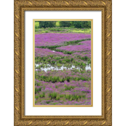OR, Oaks Bottom Purple loosestrife in marsh Gold Ornate Wood Framed Art Print with Double Matting by Terrill, Steve
