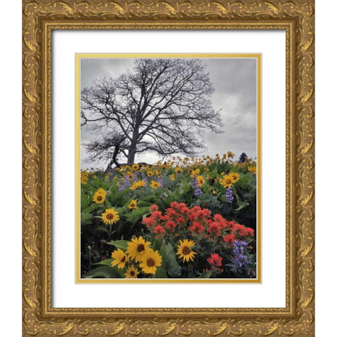OR, Columbia Gorge NSA Oak tree and flowers Gold Ornate Wood Framed Art Print with Double Matting by Terrill, Steve