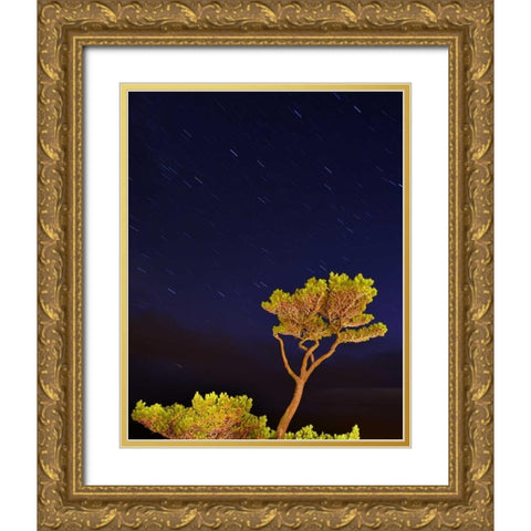 Oregon, Oceanside Pine tree against star trails Gold Ornate Wood Framed Art Print with Double Matting by Terrill, Steve