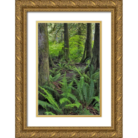 USA, Oregon Forest scenic Gold Ornate Wood Framed Art Print with Double Matting by Terrill, Steve