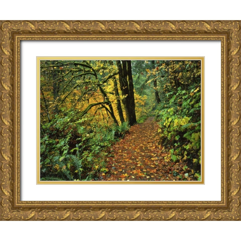 Oregon, Silver Falls SP Scenic park trail Gold Ornate Wood Framed Art Print with Double Matting by Terrill, Steve