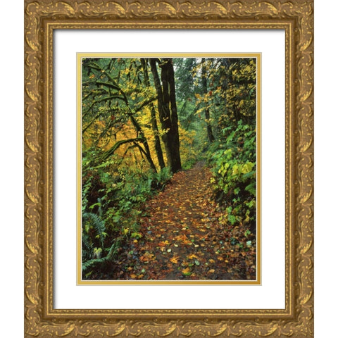 Oregon, Silver Falls SP Scenic park trail Gold Ornate Wood Framed Art Print with Double Matting by Terrill, Steve