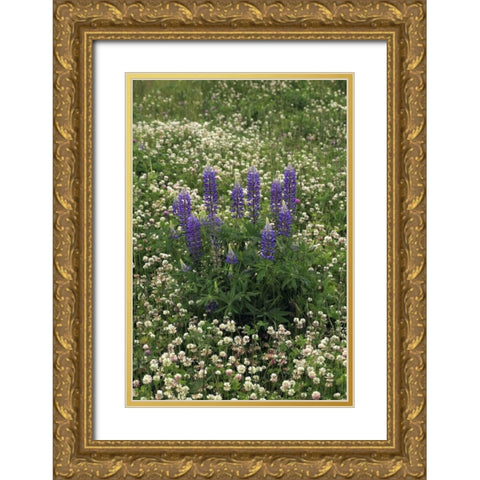 USA, Oregon Lupine and clover in field Gold Ornate Wood Framed Art Print with Double Matting by Terrill, Steve