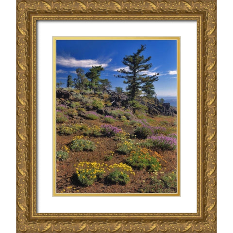 OR, Wallowa-Whitman NF Wildflower on Indian Rock Gold Ornate Wood Framed Art Print with Double Matting by Terrill, Steve