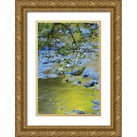 Oregon Alder tree over South Fork Wilson River Gold Ornate Wood Framed Art Print with Double Matting by Terrill, Steve