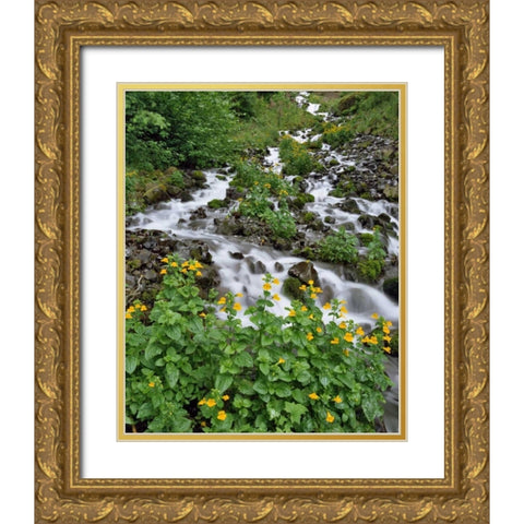 OR Yellow monkeyflowers along Wahkeena Creek Gold Ornate Wood Framed Art Print with Double Matting by Terrill, Steve
