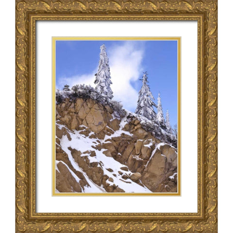 Oregon, Mt Ashland Evergreens covered with snow Gold Ornate Wood Framed Art Print with Double Matting by Terrill, Steve