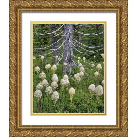 OR, Mount Hood NF Beargrass around evergreen Gold Ornate Wood Framed Art Print with Double Matting by Terrill, Steve