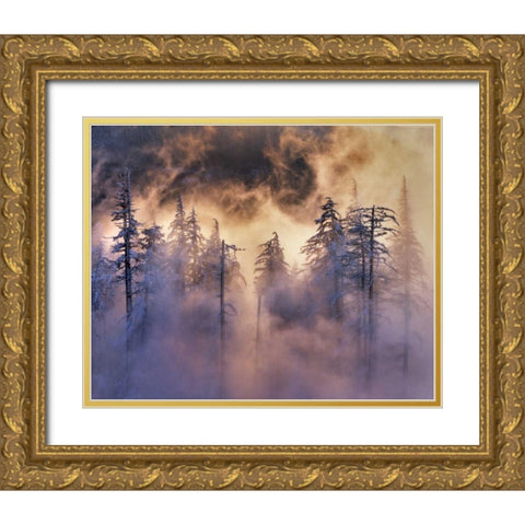 Oregon, Mt Hood NF Evergreens in fog Gold Ornate Wood Framed Art Print with Double Matting by Terrill, Steve