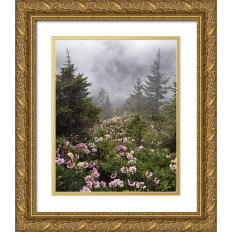 Oregon, Mt Hood NF Rhododendrons and beargrass Gold Ornate Wood Framed Art Print with Double Matting by Terrill, Steve
