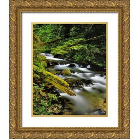 Oregon, Mt Hood NF Still Creek scenic Gold Ornate Wood Framed Art Print with Double Matting by Terrill, Steve