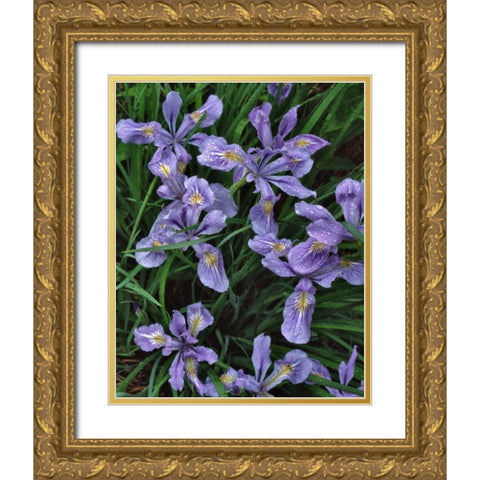 Oregon, Mt Hood National Forest Wild iris Gold Ornate Wood Framed Art Print with Double Matting by Terrill, Steve