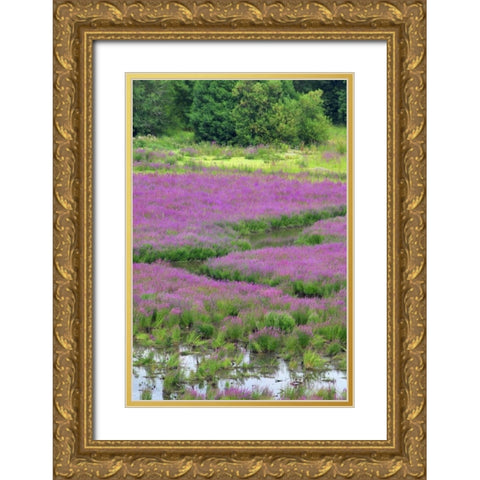 OR, Oaks Bottom Purple loosestrife in marsh Gold Ornate Wood Framed Art Print with Double Matting by Terrill, Steve