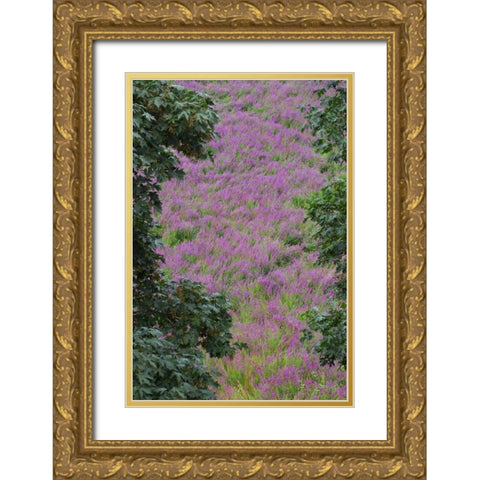 Oregon, Oaks Bottom Purple loosestrife flowers Gold Ornate Wood Framed Art Print with Double Matting by Terrill, Steve