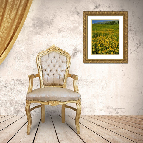 Oregon, Steens Mountain Meadow of arnica flowers Gold Ornate Wood Framed Art Print with Double Matting by Terrill, Steve