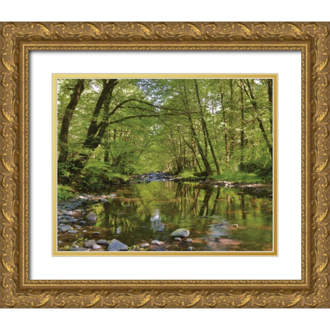 Oregon, Tillamook State Forest Wilson River Gold Ornate Wood Framed Art Print with Double Matting by Terrill, Steve