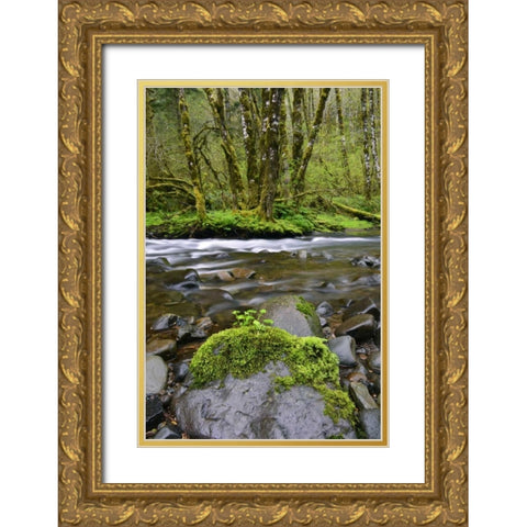 Oregon, Tillamook State Forest Wilson River Gold Ornate Wood Framed Art Print with Double Matting by Terrill, Steve