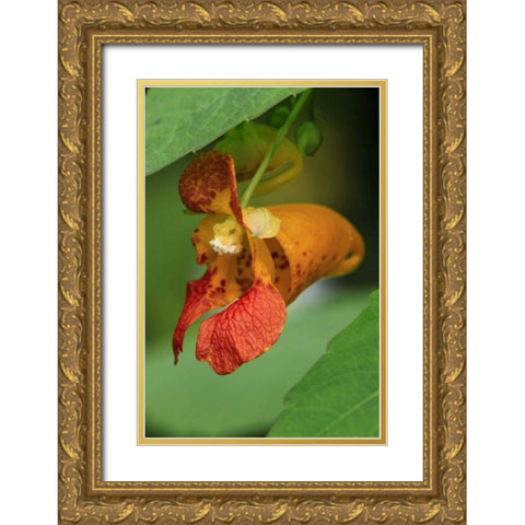 Oregon, Oregon Close-up of jewelweed flower Gold Ornate Wood Framed Art Print with Double Matting by Terrill, Steve