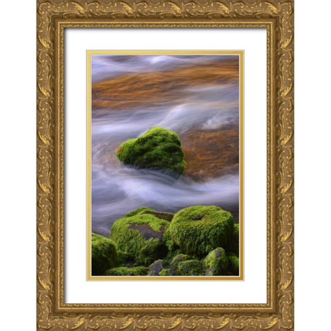 Oregon, Willamette NF McKenzie River over rocks Gold Ornate Wood Framed Art Print with Double Matting by Terrill, Steve