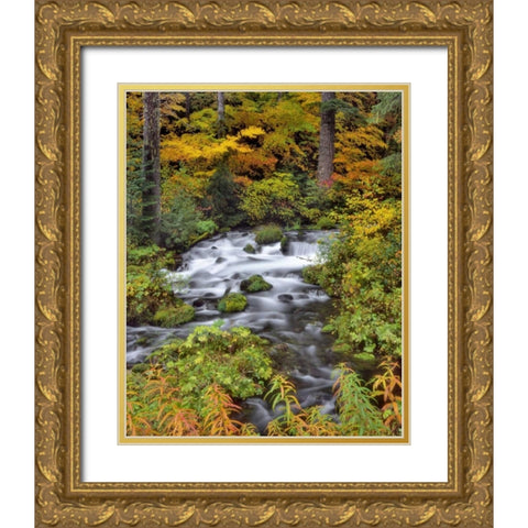 OR, Willamette NF Roaring River through Oregon Gold Ornate Wood Framed Art Print with Double Matting by Terrill, Steve