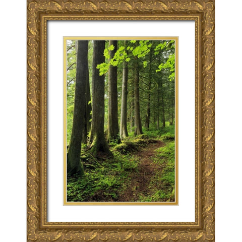 USA, Oregon Forest trail scenic Gold Ornate Wood Framed Art Print with Double Matting by Terrill, Steve