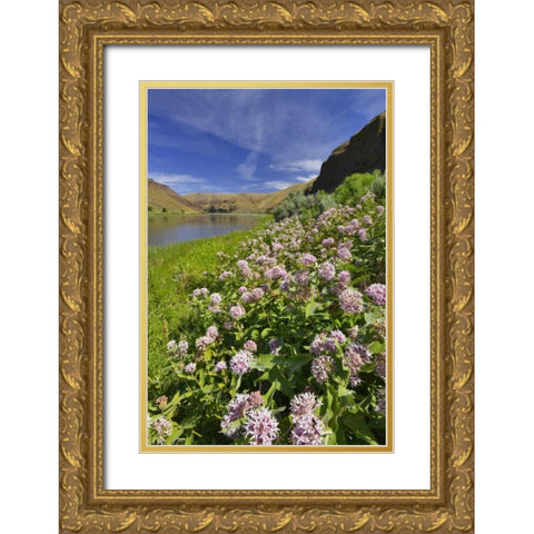 USA, Oregon Milkweed along the John Day River Gold Ornate Wood Framed Art Print with Double Matting by Terrill, Steve