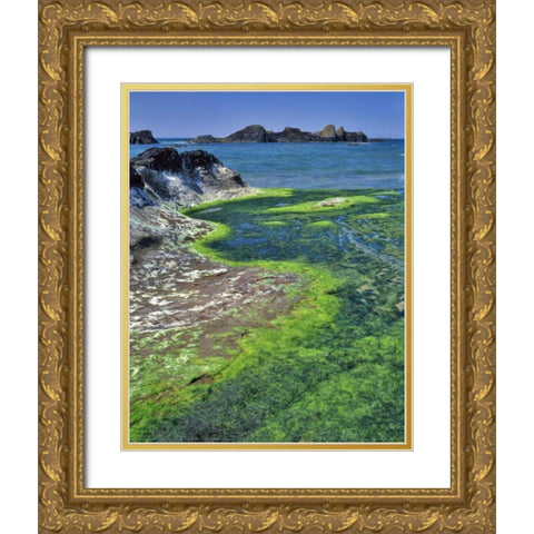 Oregon Rock formations and algae at Seal Rock Gold Ornate Wood Framed Art Print with Double Matting by Terrill, Steve