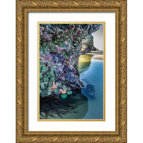 Oregon-Bandon Beach Sea stars and anemones on rock  Gold Ornate Wood Framed Art Print with Double Matting by Jaynes Gallery