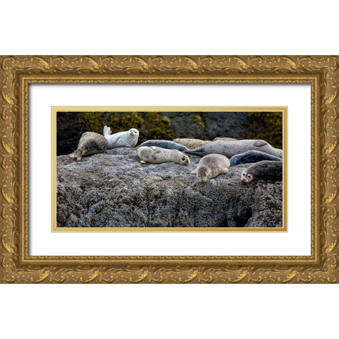 Harbor Seals Napping on the Rocks-beach at Bandon-Oregon Gold Ornate Wood Framed Art Print with Double Matting by Jaynes Gallery