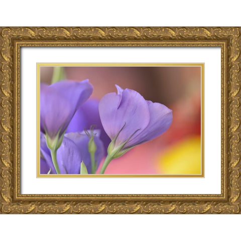 Oregon-Portland Close-up of lisianthus flowers and bud Gold Ornate Wood Framed Art Print with Double Matting by Jaynes Gallery