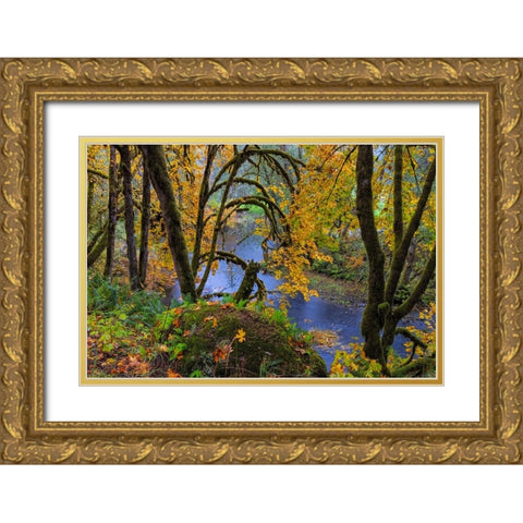 Colorful autumn maples along Humbug Creek in Clatsop County-Oregon-USA Gold Ornate Wood Framed Art Print with Double Matting by Haney, Chuck