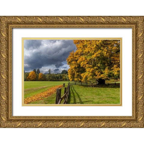 Maple tree and fence at Jewell Meadows Wildlife Area near Jewell-Oregon-USA Gold Ornate Wood Framed Art Print with Double Matting by Haney, Chuck