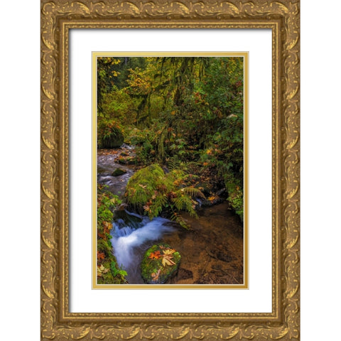 Bigtooth Maple leaves in autumn along Munson Creek near Tillamook-Oregon-USA Gold Ornate Wood Framed Art Print with Double Matting by Haney, Chuck