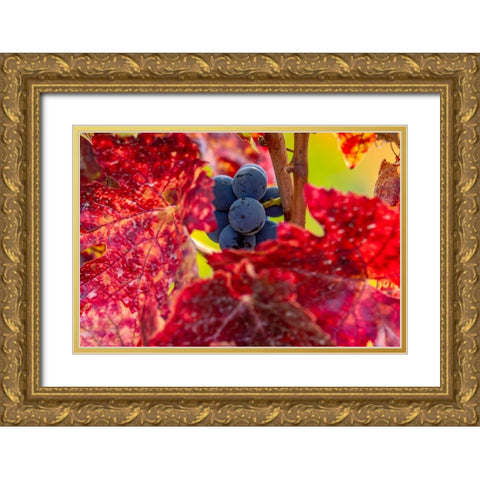 Mature pinot noir grapes on the vine at Yamhill Valley Vineyards near McMinnville-Oregon-USA Gold Ornate Wood Framed Art Print with Double Matting by Haney, Chuck