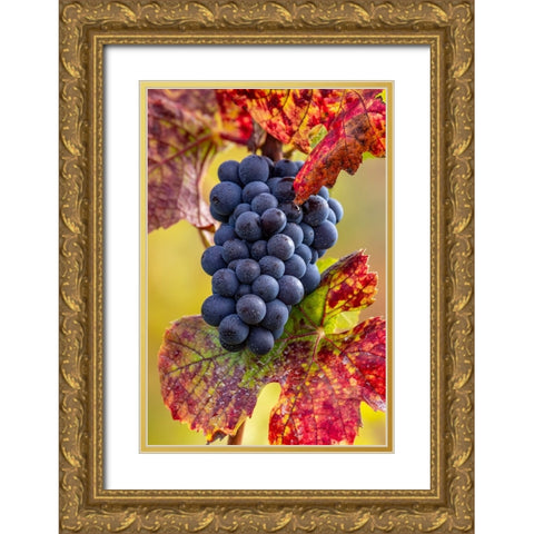 Mature pinot noir grapes on the vine at Yamhill Valley Vineyards near McMinnville-Oregon-USA Gold Ornate Wood Framed Art Print with Double Matting by Haney, Chuck