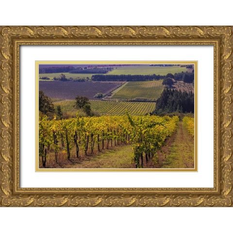 Vineyards at Yamhill Valley Vineyards near McMinnville-Oregon-USA Gold Ornate Wood Framed Art Print with Double Matting by Haney, Chuck