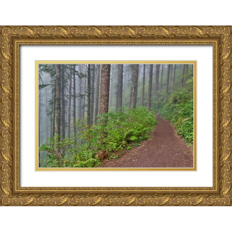 USA- Oregon. Lookout State Park trail with fog amongst Sitka spruce forest Gold Ornate Wood Framed Art Print with Double Matting by Gulin, Darrell