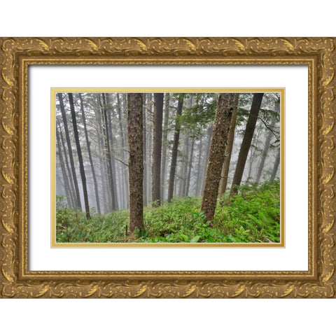 USA- Oregon. Lookout State Park with fog amongst Sitka spruce forest Gold Ornate Wood Framed Art Print with Double Matting by Gulin, Darrell