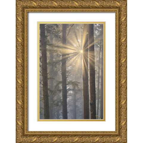 USA- Oregon. Lookout State Park with fog and sun breaking through amongst Sitka spruce forest Gold Ornate Wood Framed Art Print with Double Matting by Gulin, Darrell