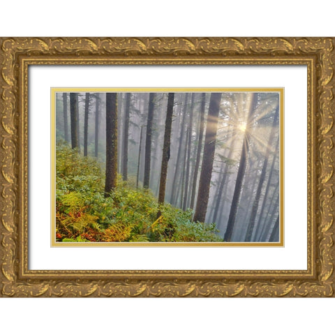 USA- Oregon. Lookout State Park with fog and sun breaking through amongst Sitka spruce forest Gold Ornate Wood Framed Art Print with Double Matting by Gulin, Darrell