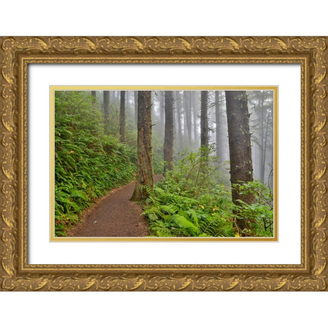 USA- Oregon. Lookout State Park trail with fog amongst Sitka spruce forest Gold Ornate Wood Framed Art Print with Double Matting by Gulin, Darrell