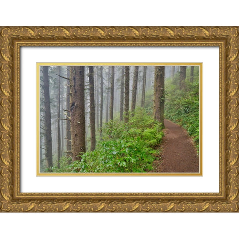 USA- Oregon. Lookout State Park trail with fog amongst Sitka spruce forest Gold Ornate Wood Framed Art Print with Double Matting by Gulin, Darrell