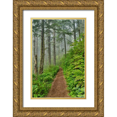 USA- Oregon. Lookout State Park trail with fog amongst Sitka spruce forest Gold Ornate Wood Framed Art Print with Double Matting by Gulin, Darrell