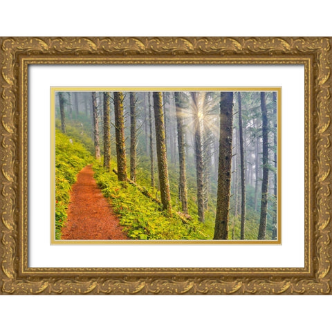 USA- Oregon. Lookout State Park trail with fog amongst Sitka spruce forest with sunrays Gold Ornate Wood Framed Art Print with Double Matting by Gulin, Darrell