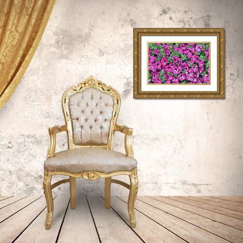 USA- Oregon. Cannon Beach planting of petunias Gold Ornate Wood Framed Art Print with Double Matting by Gulin, Darrell
