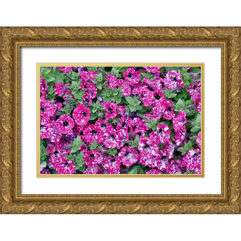 USA- Oregon. Cannon Beach planting of petunias Gold Ornate Wood Framed Art Print with Double Matting by Gulin, Darrell