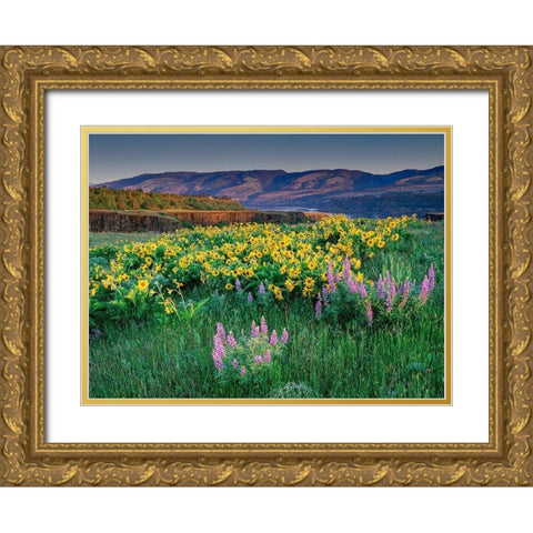 Lupine and balsamroot wildflowers at Columbia River Gorge near Hood River-Oregon Gold Ornate Wood Framed Art Print with Double Matting by Garber, Howie